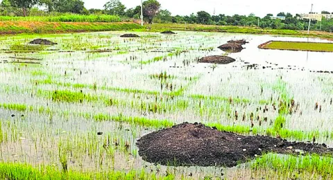 సేంద్రియ ఎరువుకే సై