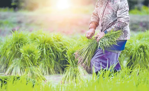 Will Farmers switch from rice to other crops