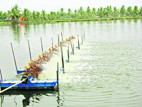 ఆక్వా