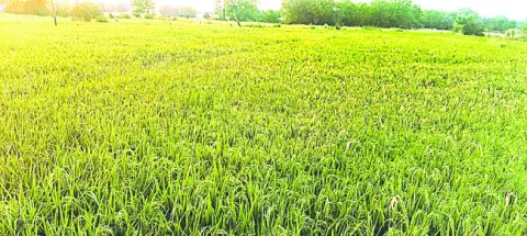 కలిసిరాని యాసంగి 