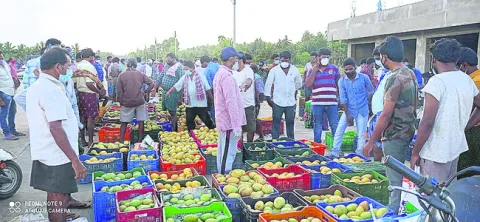 మొగల్తూరు మామిడి.. తడబడి 
