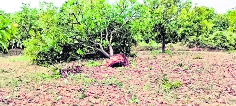 వడగండ్ల వాన.. పంటలకు నష్టం