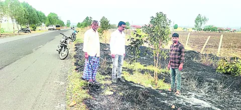 ఎవెన్యూ ప్లాంటేషన్‌ మొక్కలు దగ్ధం 