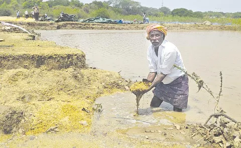 Wet Grain At Grain Purchase Centers For Untimely Rains: Telangana