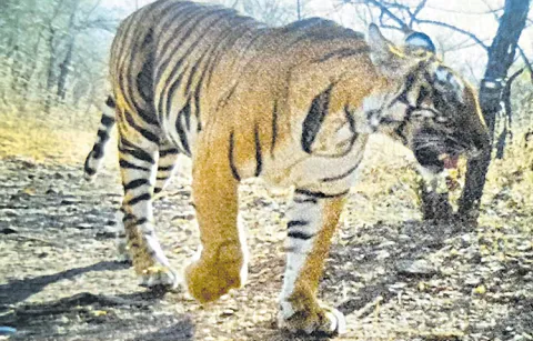T 123 tigress dies suddenly