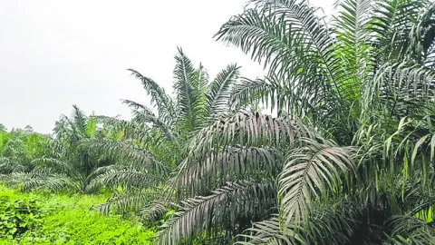 సర్కారు వారి ఆయిల్‌బామ్‌! 