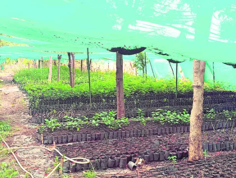  Undam Nursery Plants Ready for Planting