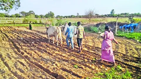 పంట మ