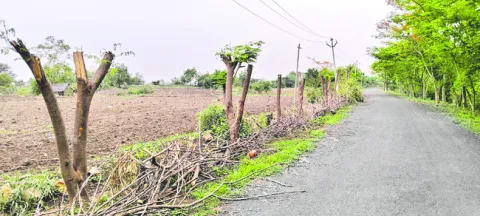 పచ్చని చెట్లపై గొడ్డలివేటు 