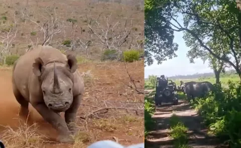 Assam National Park Rhino Charges At Tourists Jeep Video Viral13