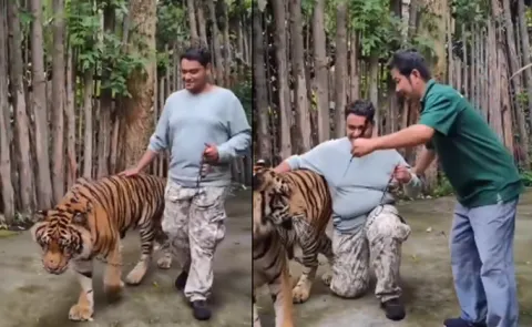 Indian Tourist Bad Experience With Phuket Tiger Viral