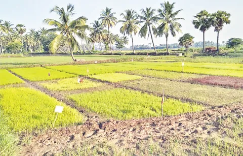 New seed development increased in Kakinada district