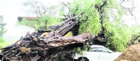 అంగన్‌వాడీ భవనంపై కూలిన భారీ చింత చెట్టు 
