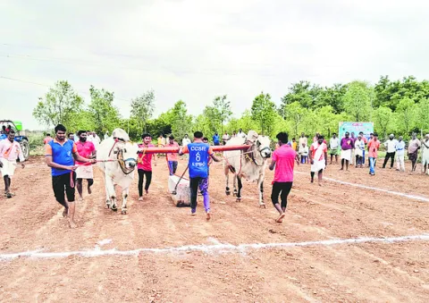 సత్తా చాటిన బాపట్ల జిల్లా ఎడ్లు 