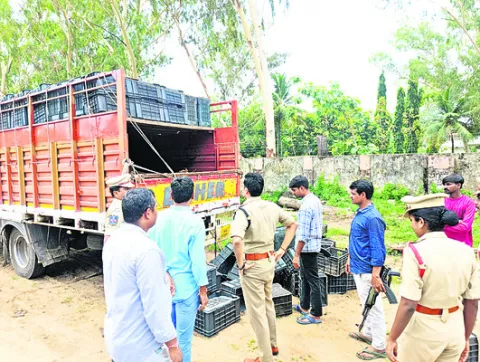 పైన టమాట పెట్టెలు..లోపల పశువులు