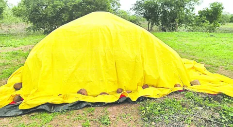 తునికాకు కూలీలకు తిప్పలు 