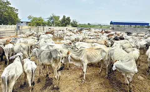 Cows Dies In Vemulawada Rajanna Goshala