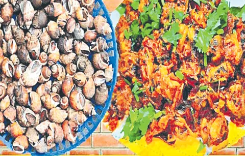 Growing demand for snail meat in coastal districts