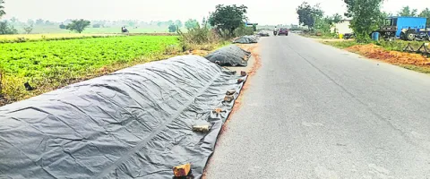 ‘పట్ట