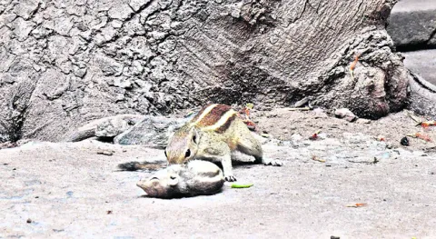 చిట్ట