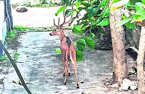 ఖైదీల