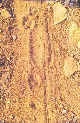 పంట ప
