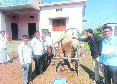లంపిస్కిన్‌ కలకలం 