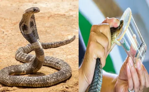 Snake antivenom developed using man blood from US9