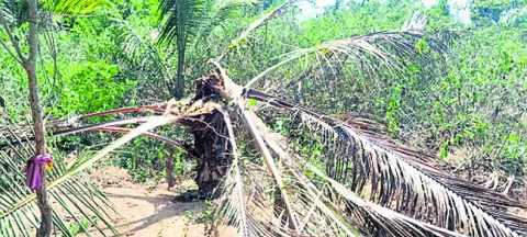 ఆయుష్