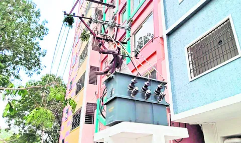 చెట్ట