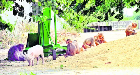 కోతులు బాబోయ్‌.. కోతులు 
