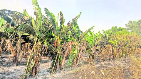 ప్రతి రైతుకు 11 నంబర్లతో విశిష్ట సంఖ్య

