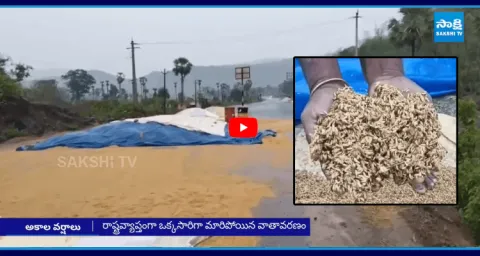 Untimely Rains In Andhra Pradesh Destroy Farmers Crop 3