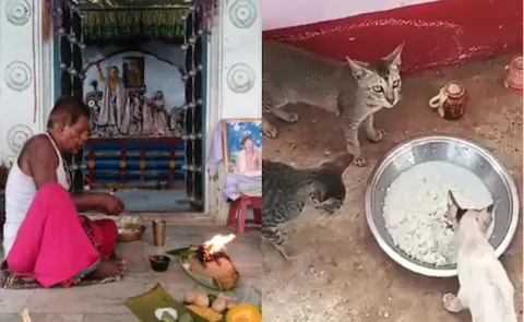 Cats Get First Dibs On Prasad In This 300 Year Old Odisha Temple13