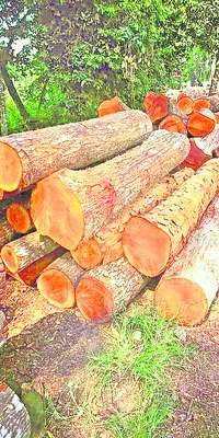 డబ్బులు కాసే చెట్టు!