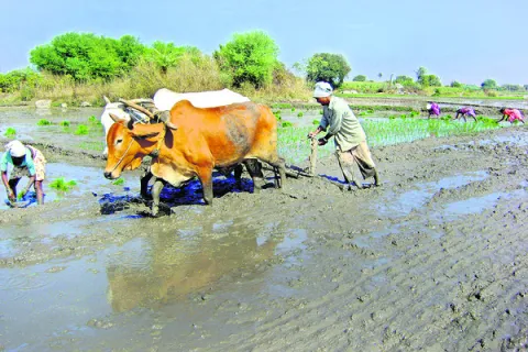 ప్రకృతి సాగు.. ఆరోగ్యం బాగు