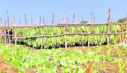గతంలో పొగాకు కొనుగోలు ఇలా.. 