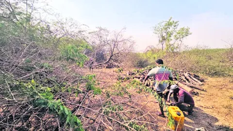 ప్రభుత్వ భూమిలో కలప నరికివేత