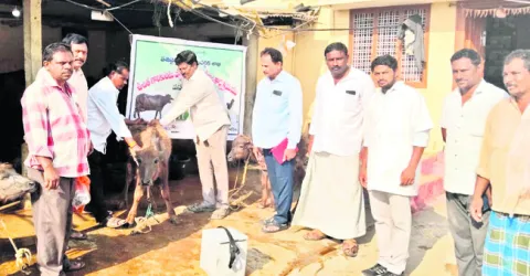 ఉచితంగా గాలికుంటు నివారణ టీకాలు 

