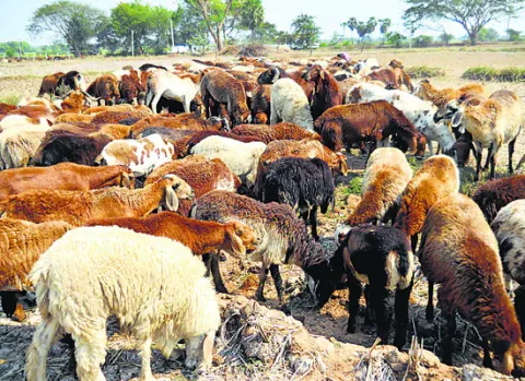 ఓరుగల్లుకూ ‘గొర్రెల స్కాం’ సెగ!