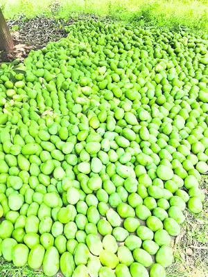 మామిడి రైతు కుదేలు