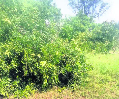 నష్టం అంచనాకు సాంకేతిక సమస్యలు 
