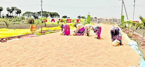 పంట స