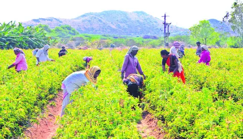 ●కళ తప్పిన కనకాంబరాలు 

