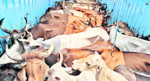 ఎద్దుల అక్రమ రవాణా.. అడ్డుకున్న పోలీసులు 