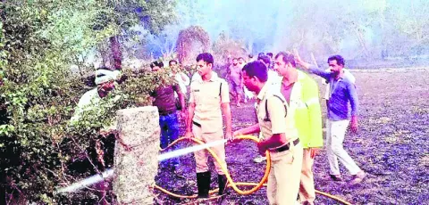 అగ్నికి ఆహుతైన మొక్కజొన్న, ధాన్యం