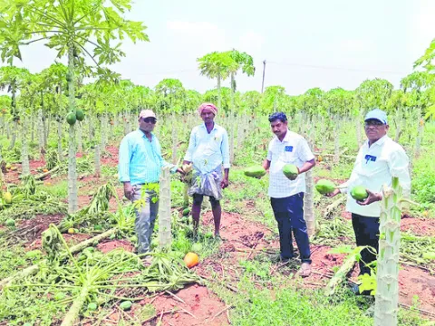 పెనుగ