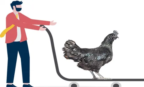 Buys Free Range Eggs and chickens Online