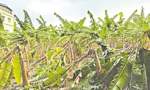 No compensation for crop damage due to untimely rains: Andhra Pradesh