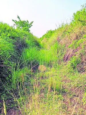 నీరేద